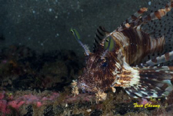 Lionfish @ Dumaguete by Taco Cheung 